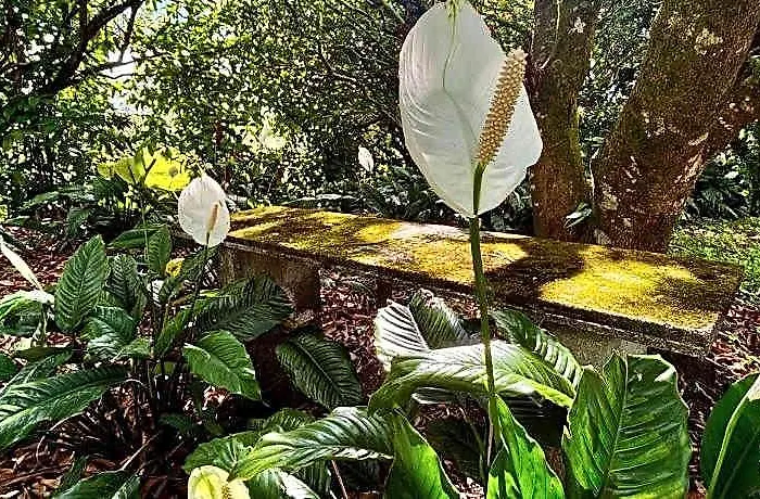 Zompopa Guayabo (Guanacaste)