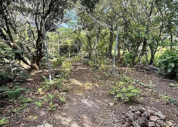 Zompopa * Guayabo (Guanacaste)